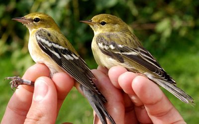 A Tiny Bird lays down the Challenge