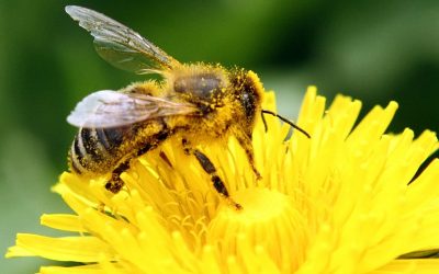 To bee or not to bee – that is the buzz